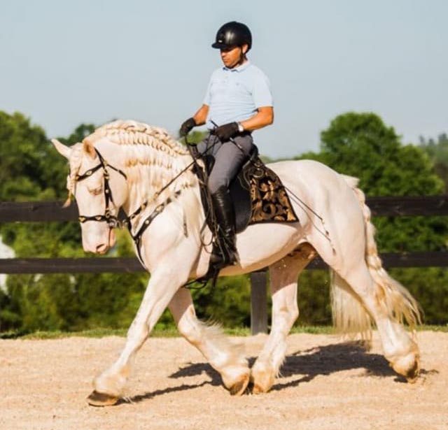 American Cream Draft Horse For Sale